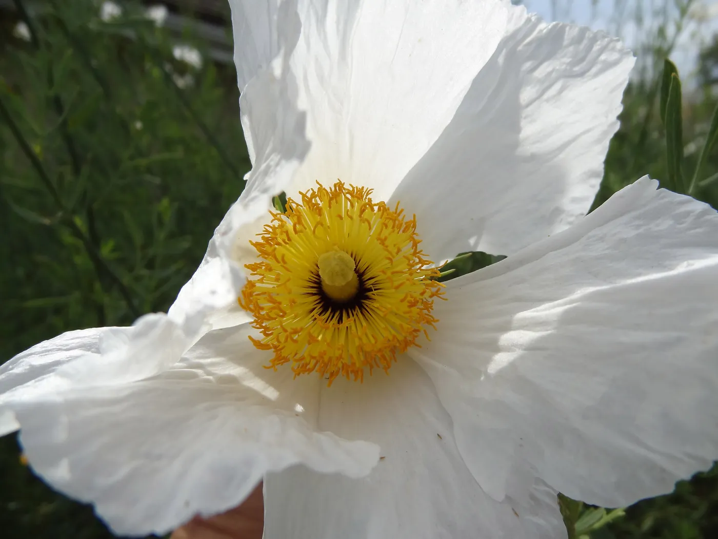 Matilija poppy flower