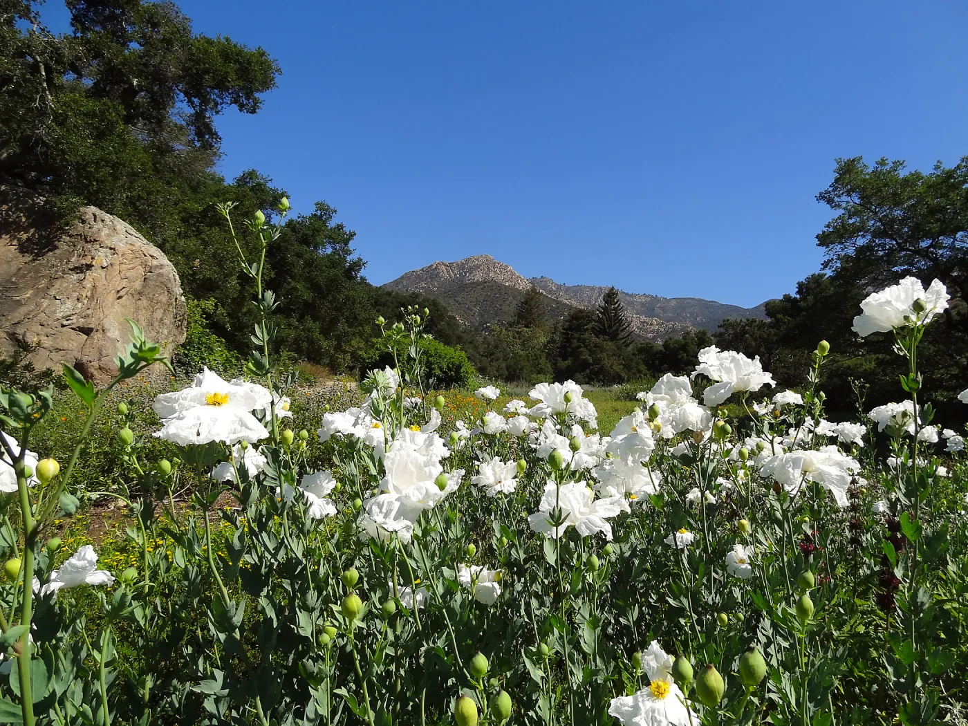 SBBG Meadow with Matilija poppies, wildflower display, Blaskley Boulder, La Cumbre Peak
