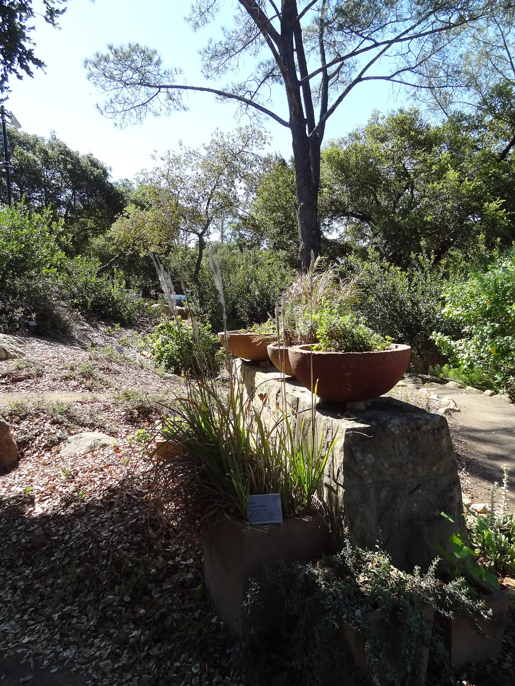 SBBG Conservation Display dish garden