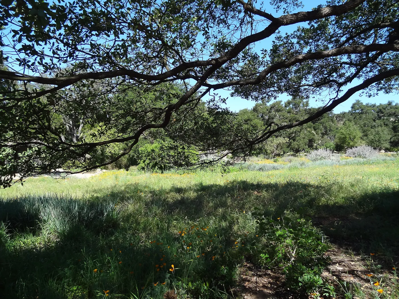 Lower Meado, under valley oak