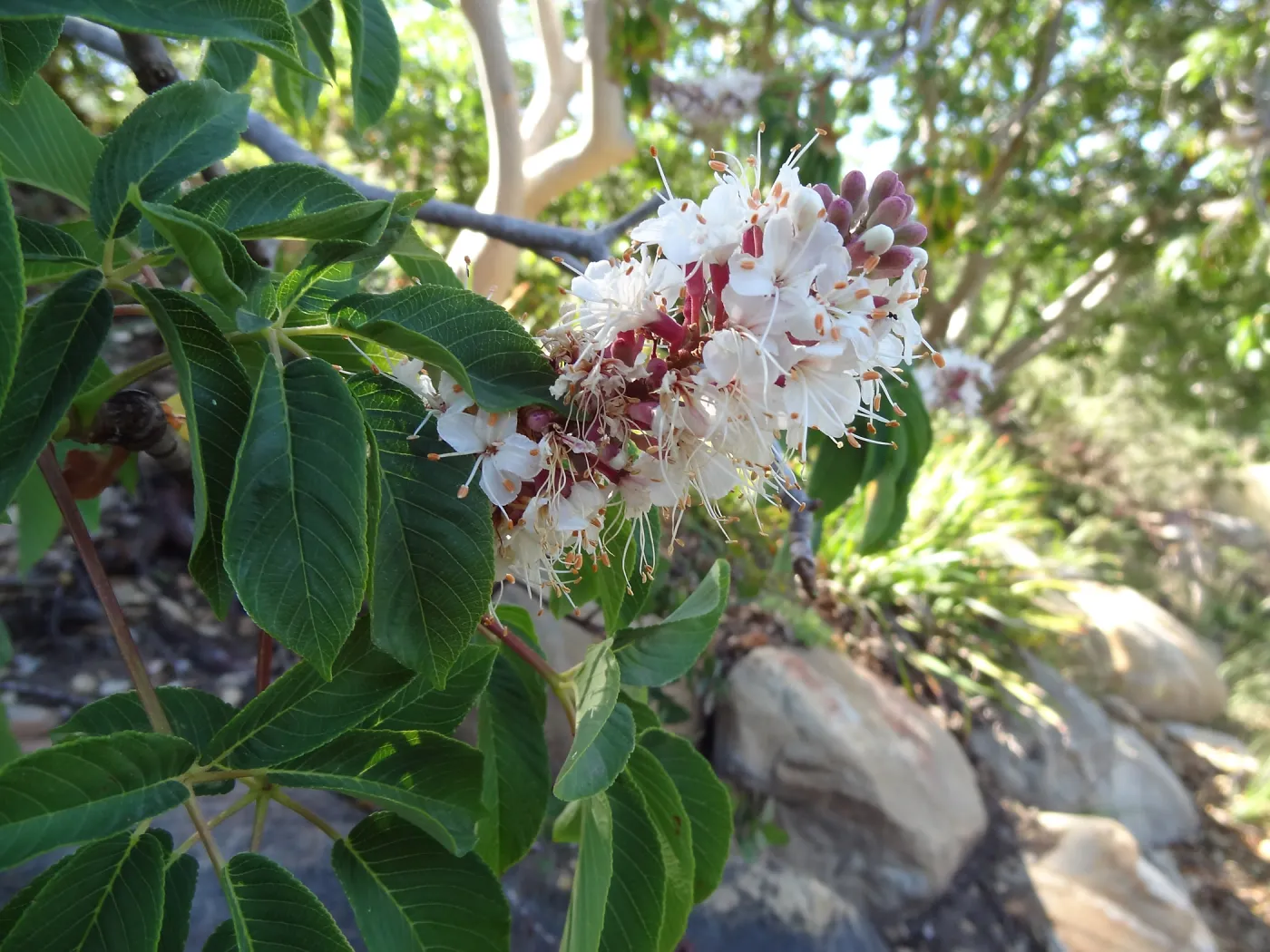Aesculus in bloom, California buckeye