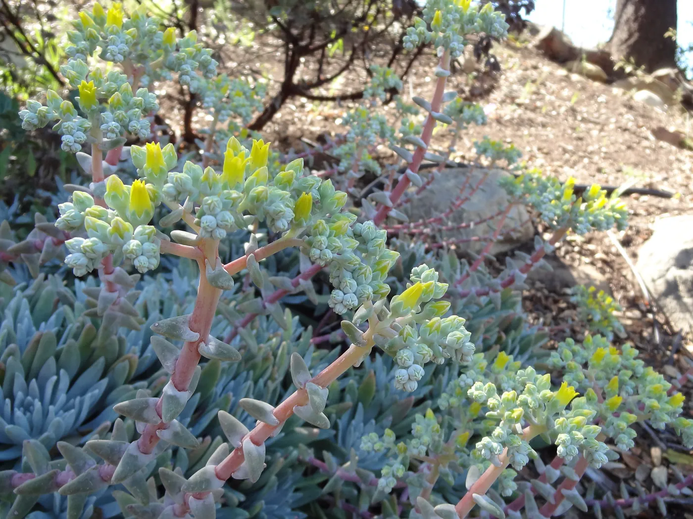 Dudleya in bloom, Dudleya (liveforevers) Display garden