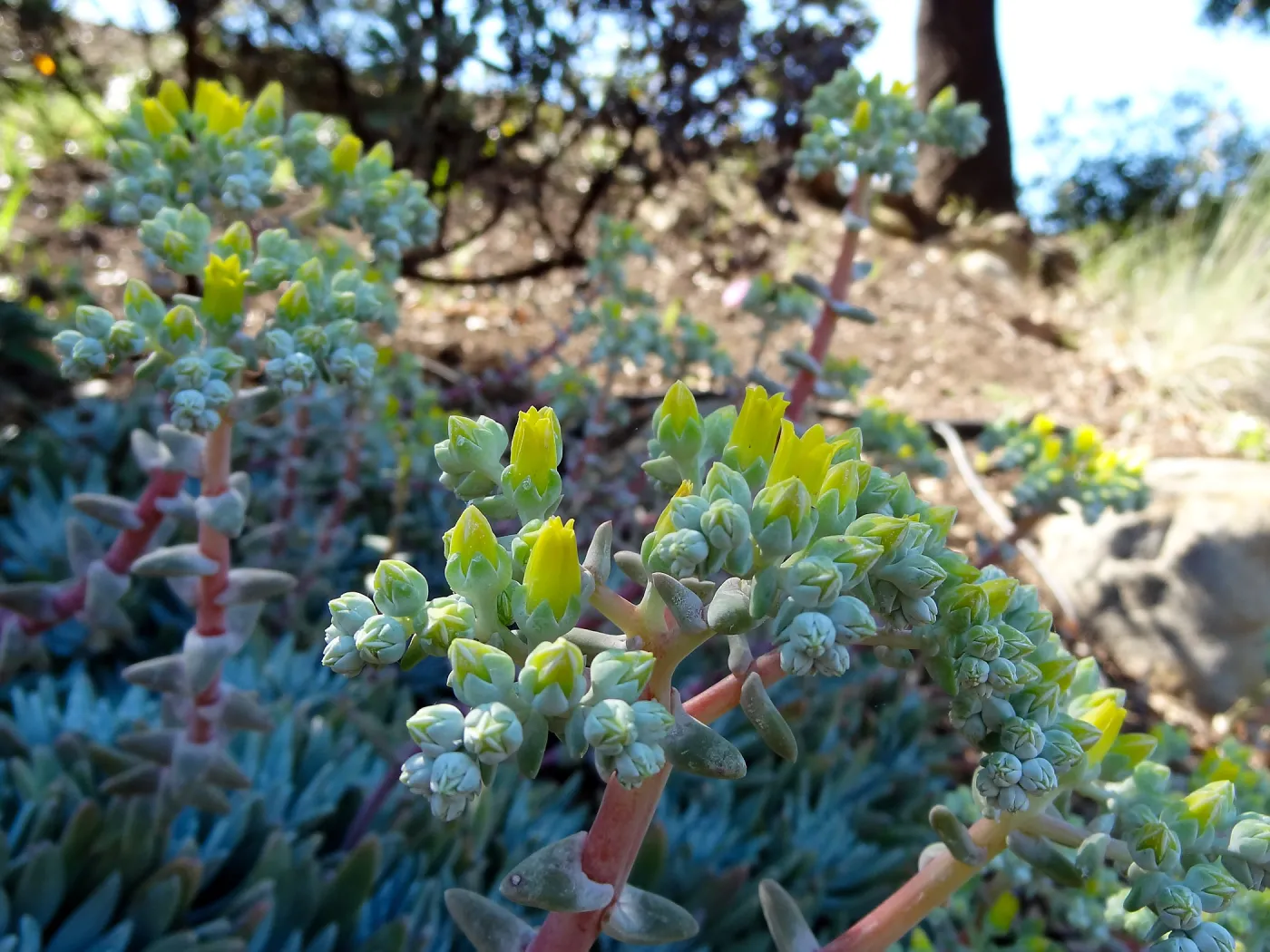 Dudleya (liveforevers) in bloom, Dudleya Display garden