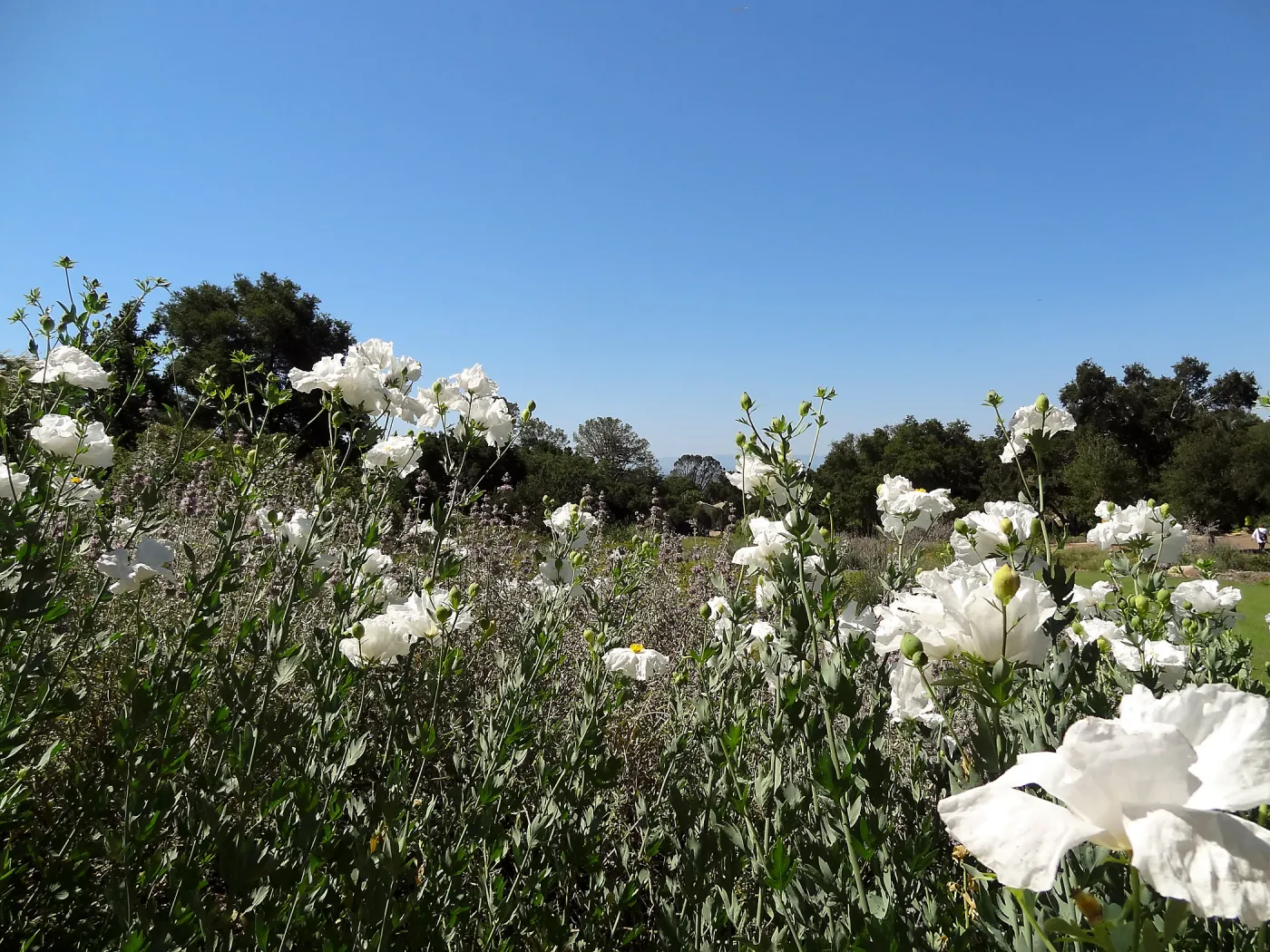 Matilija poppies in the SBBG Meadow, wildflower display