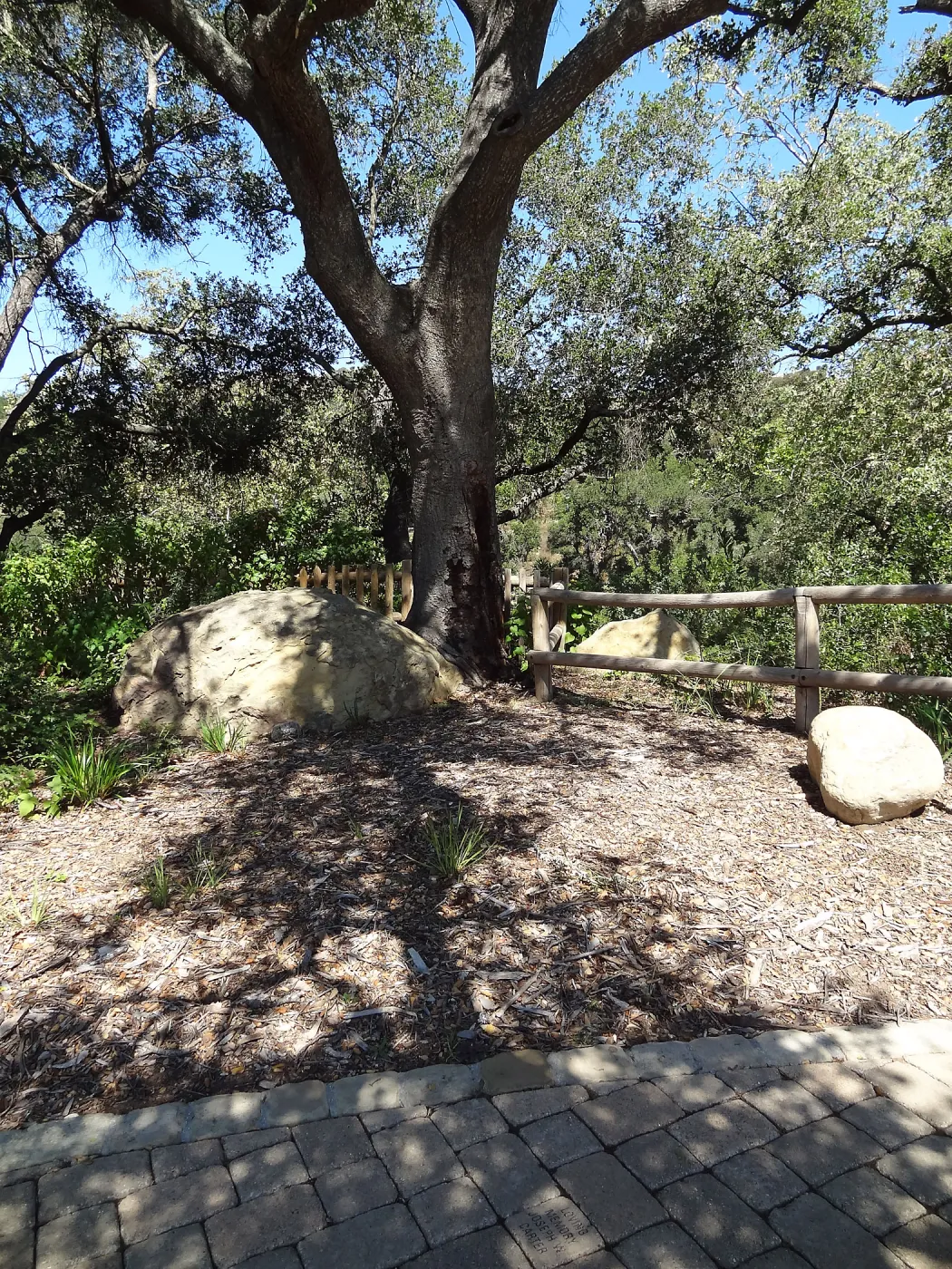 Under the Meadow Oaks