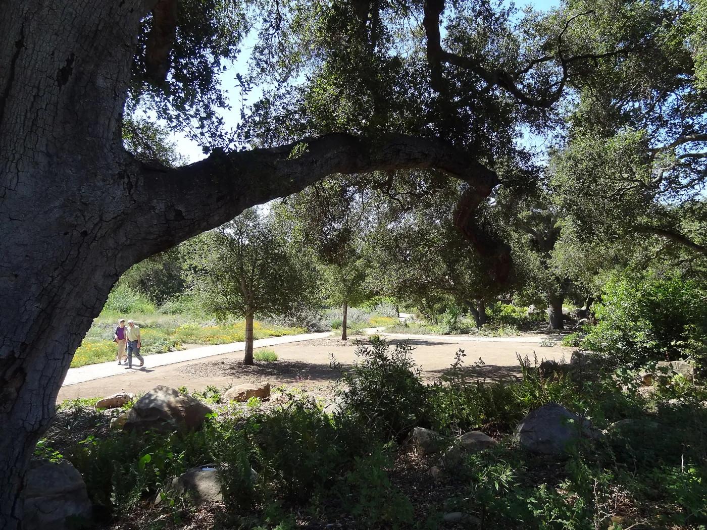 Under the Meadow Oaks, new oaks
