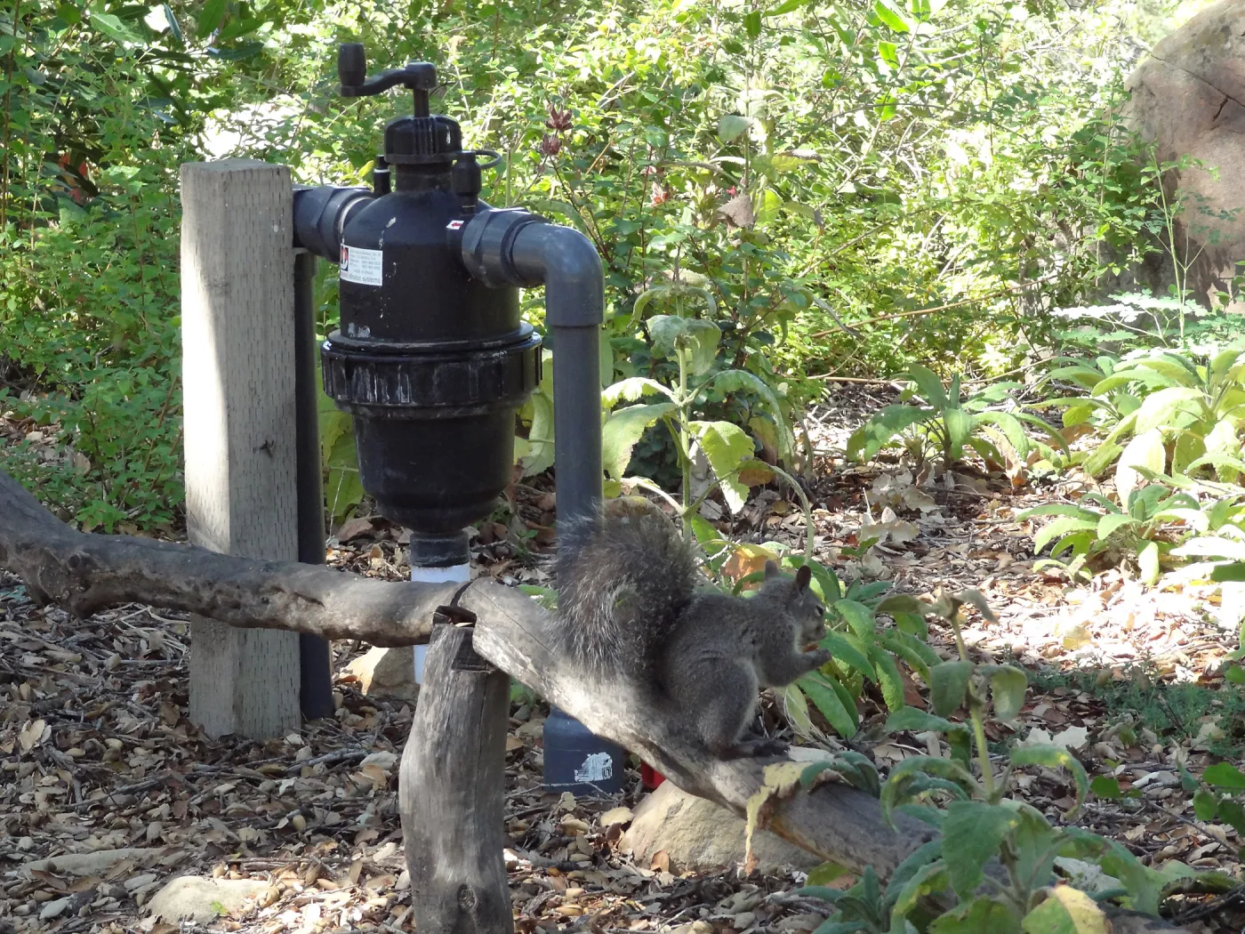 grey squirrels in the Meadow Oaks at SBBG