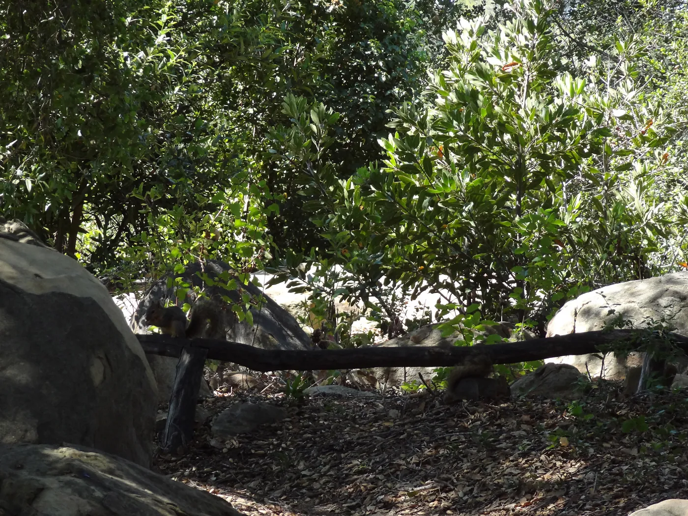 grey squirrels in the Meadow Oaks at SBBG