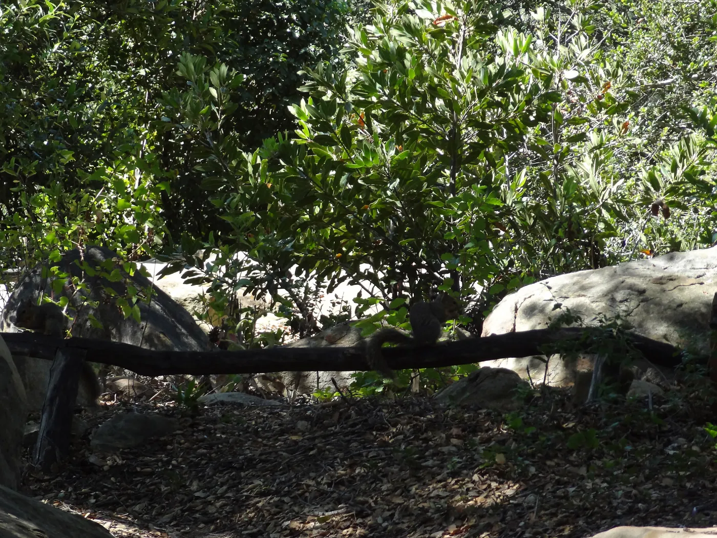 grey squirrels in the Meadow Oaks at SBBG
