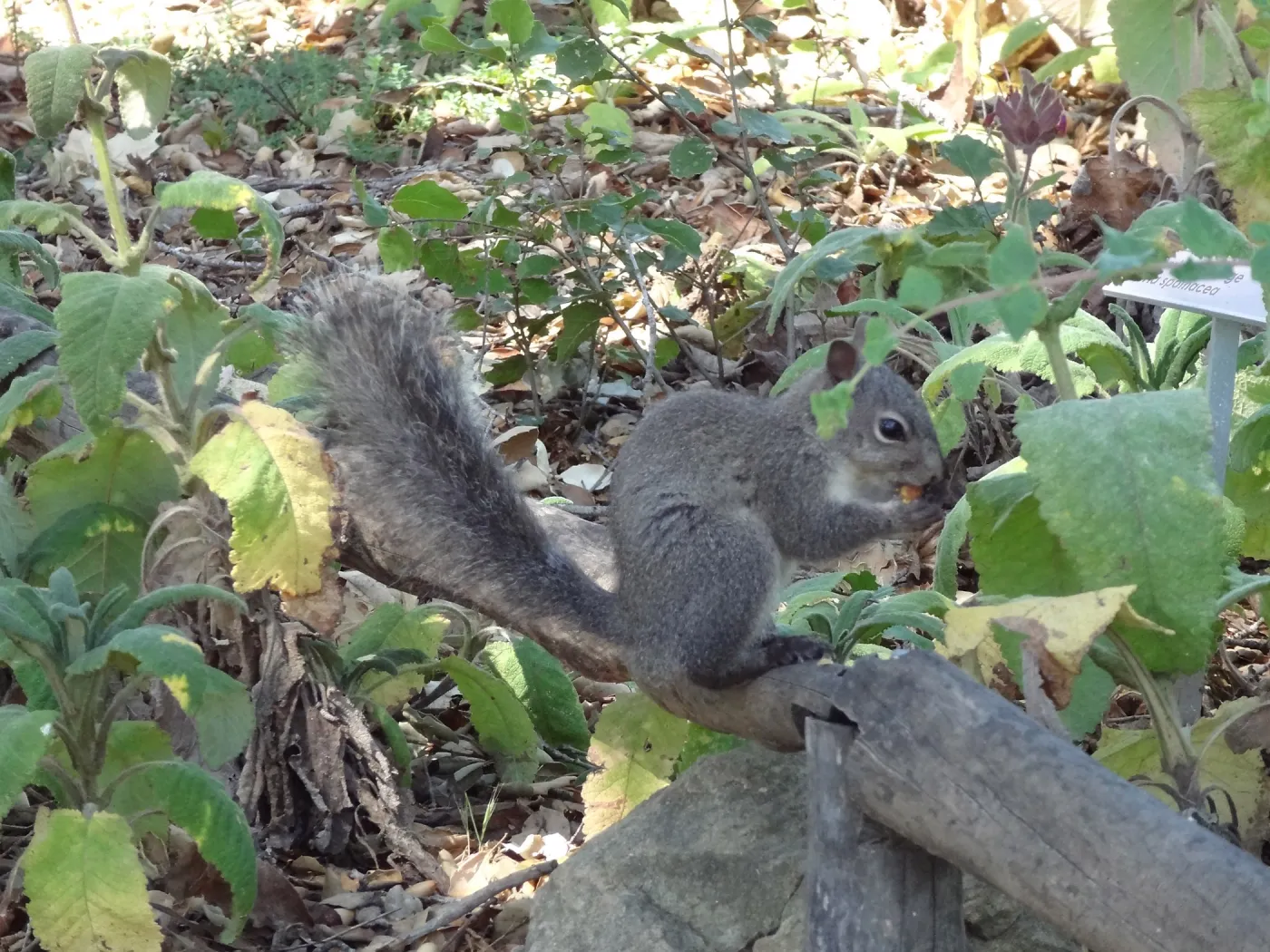 grey squirrels in the Meadow Oaks at SBBG