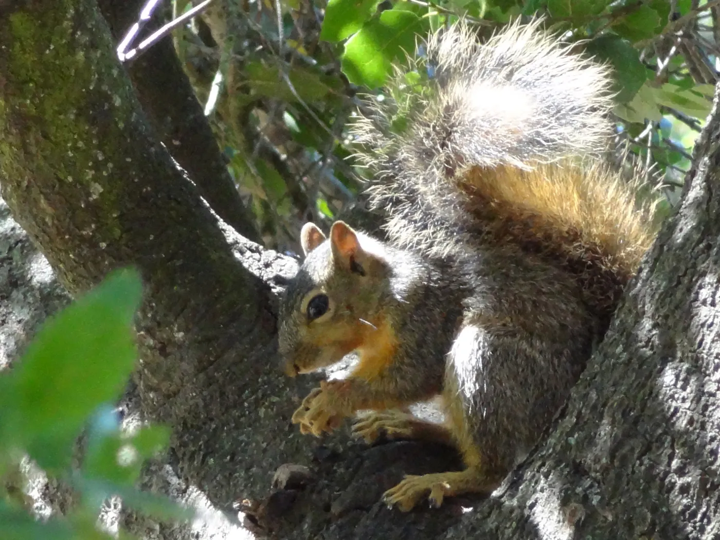 grey squirrels in the Meadow Oaks at SBBG