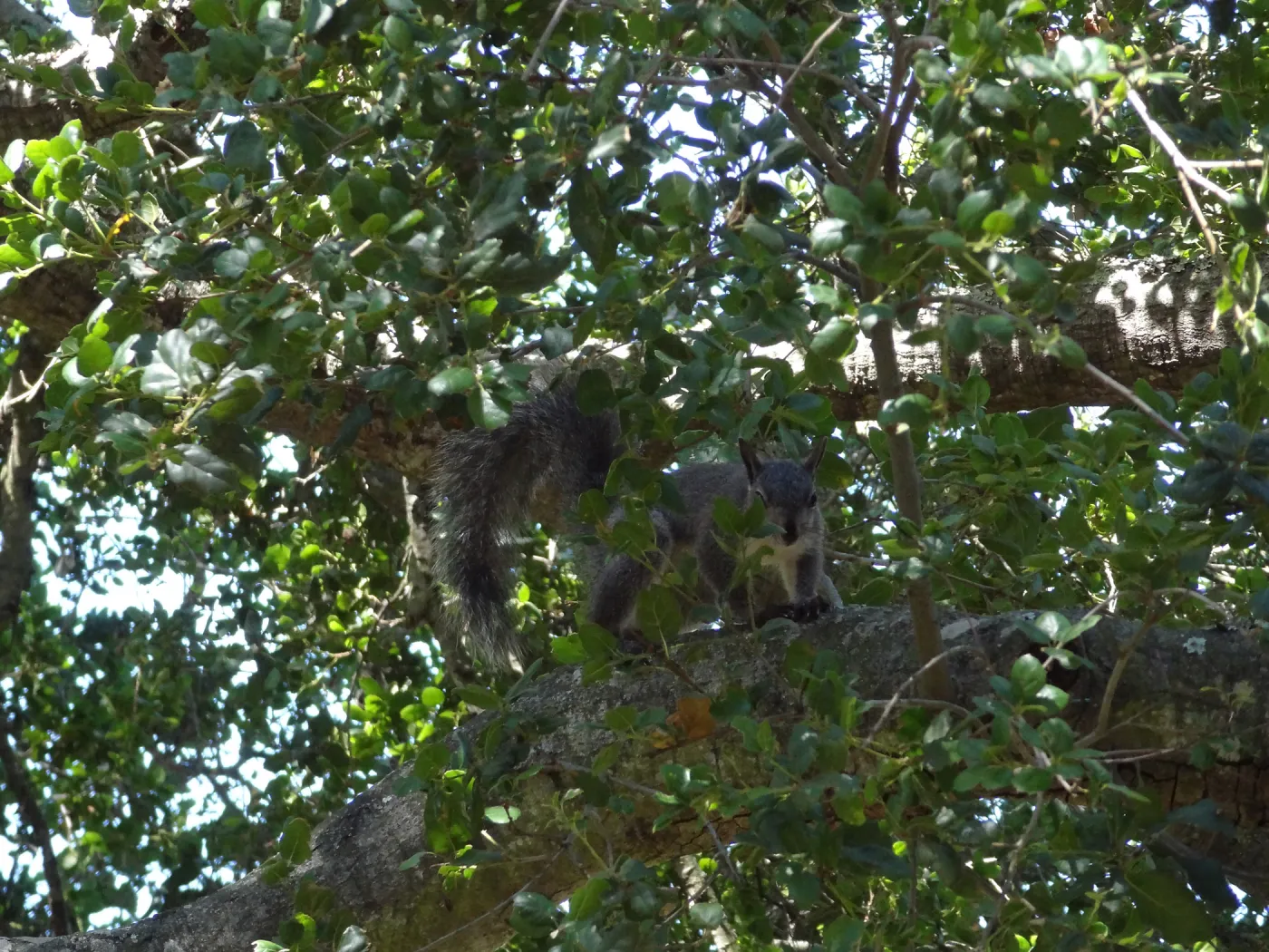 grey squirrels in the Meadow Oaks at SBBG