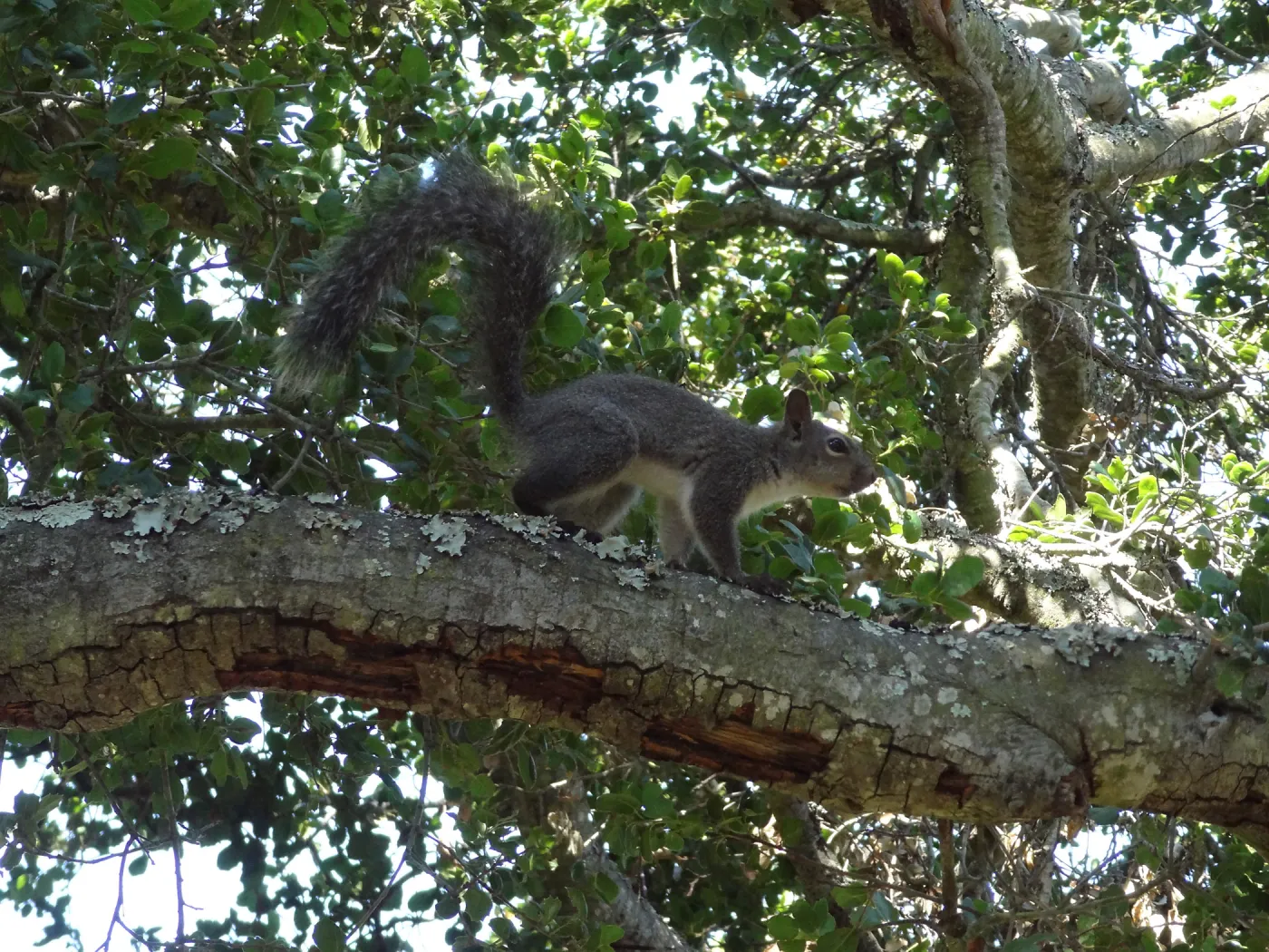 grey squirrels in the Meadow Oaks at SBBG