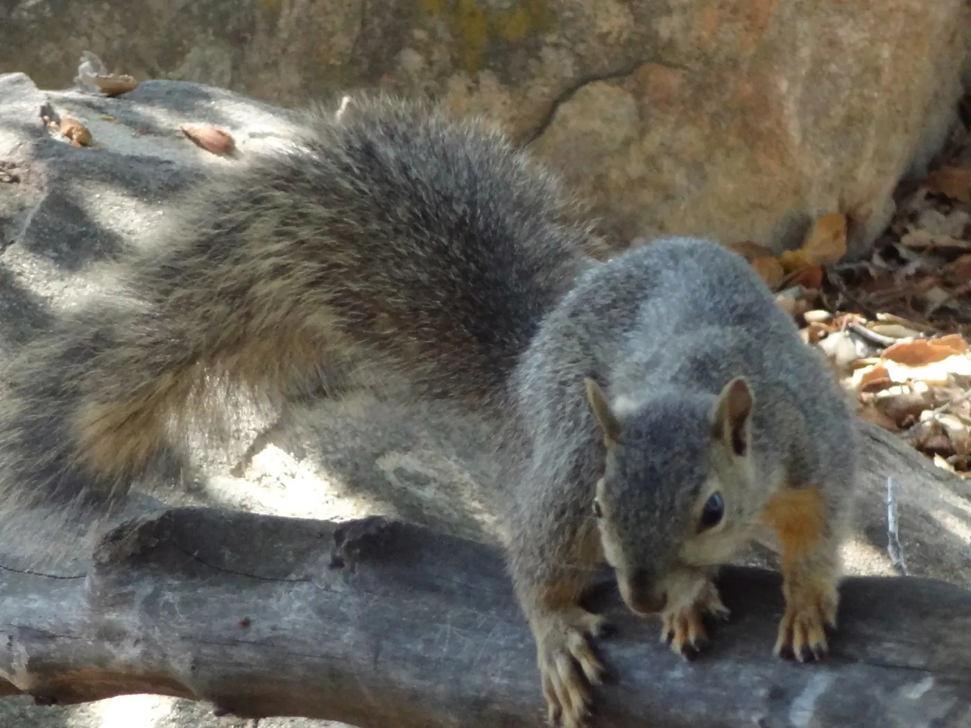 grey squirrels in the Meadow Oaks at SBBG