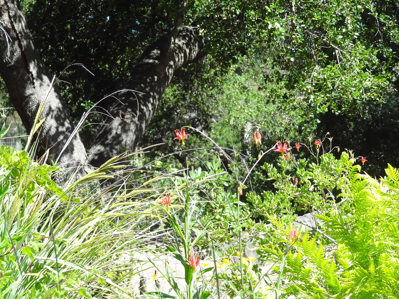 Under the Meadow Oaks