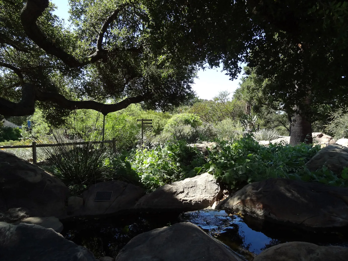 Under the Meadow Oaks