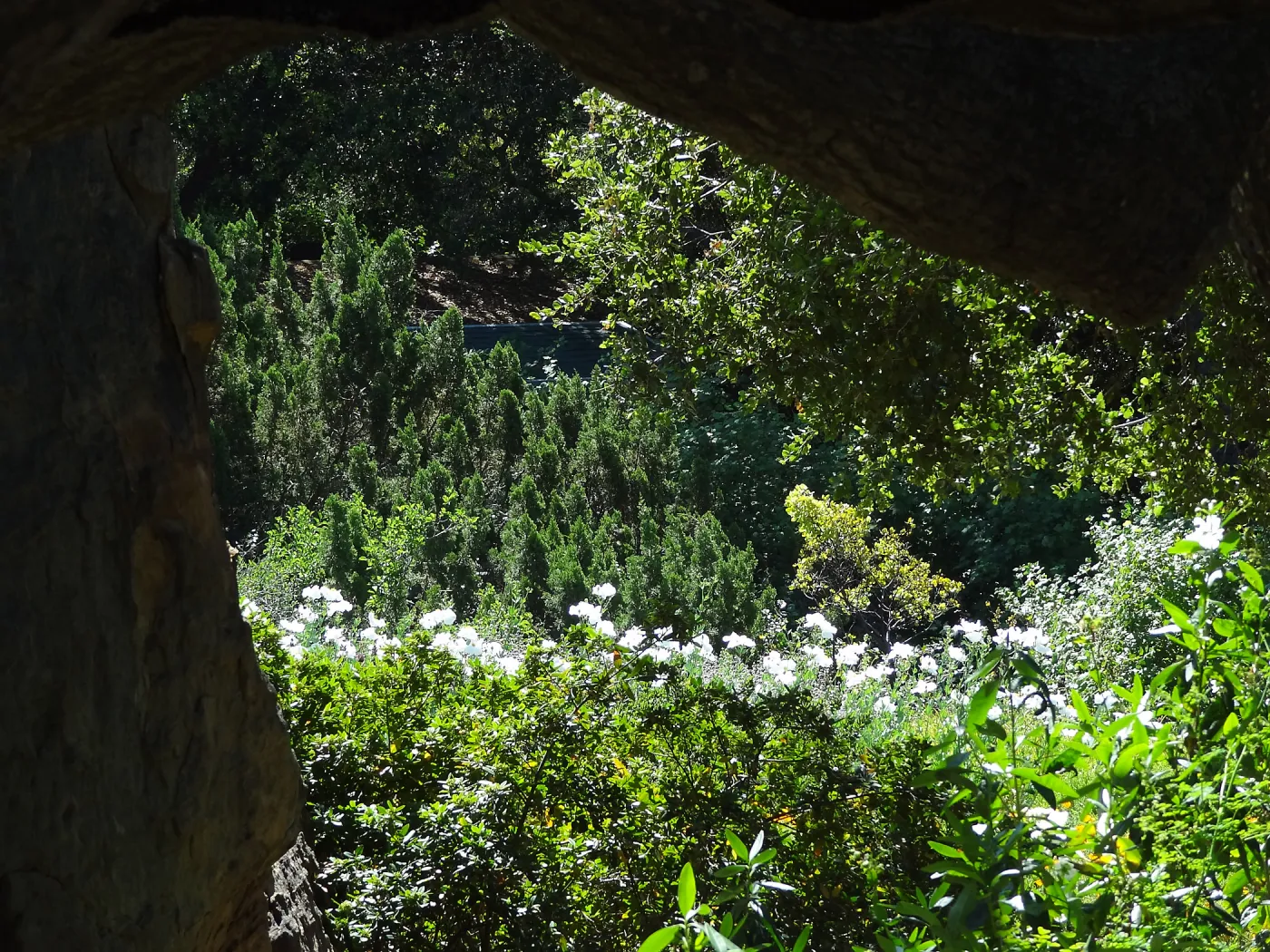 Under the Meadow Oaks