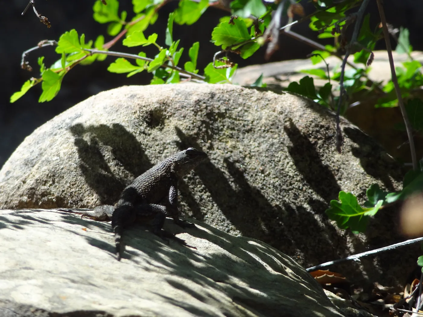 Lizard, shadow, Desert Section