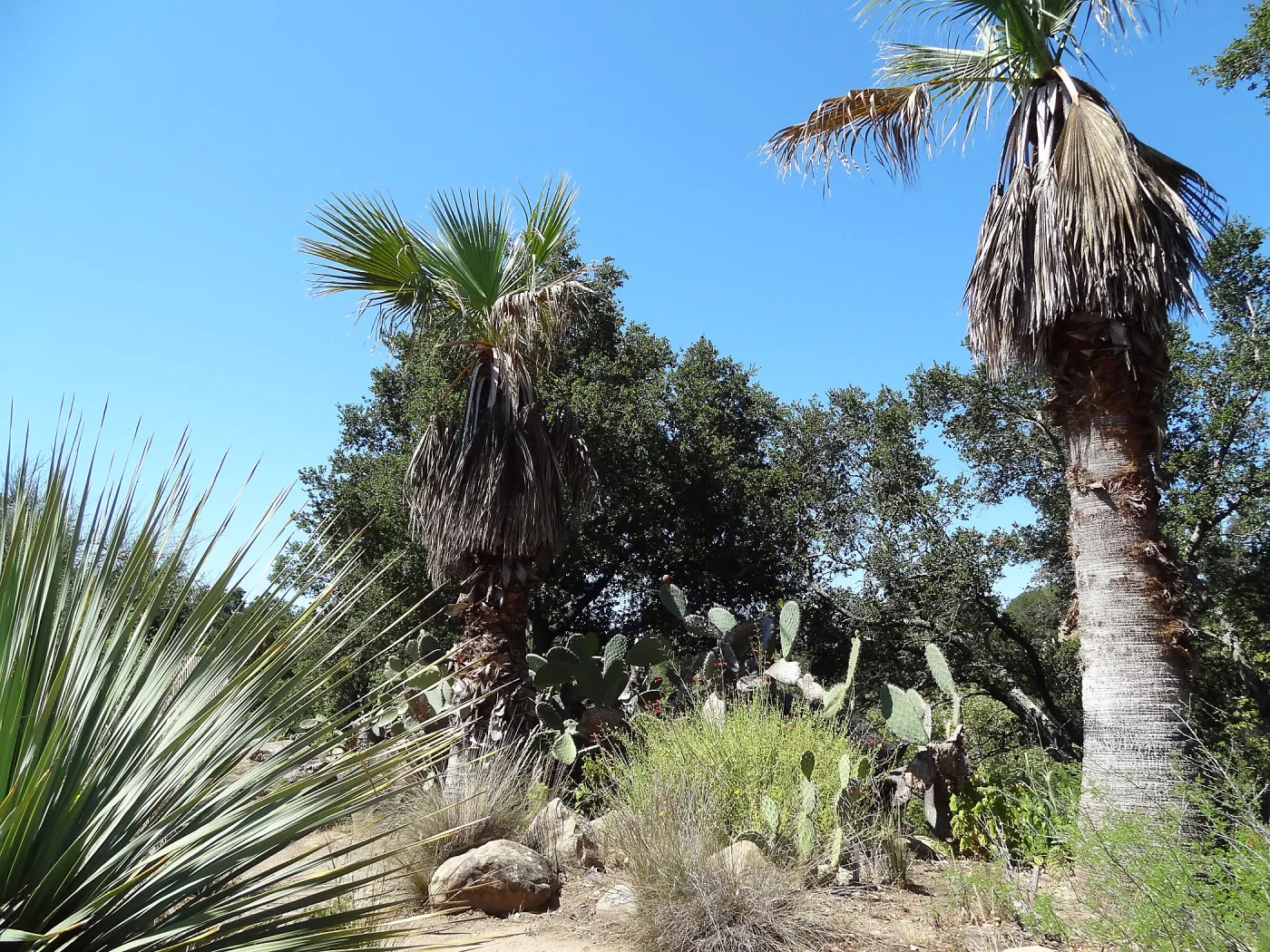 palms in the Desert Section