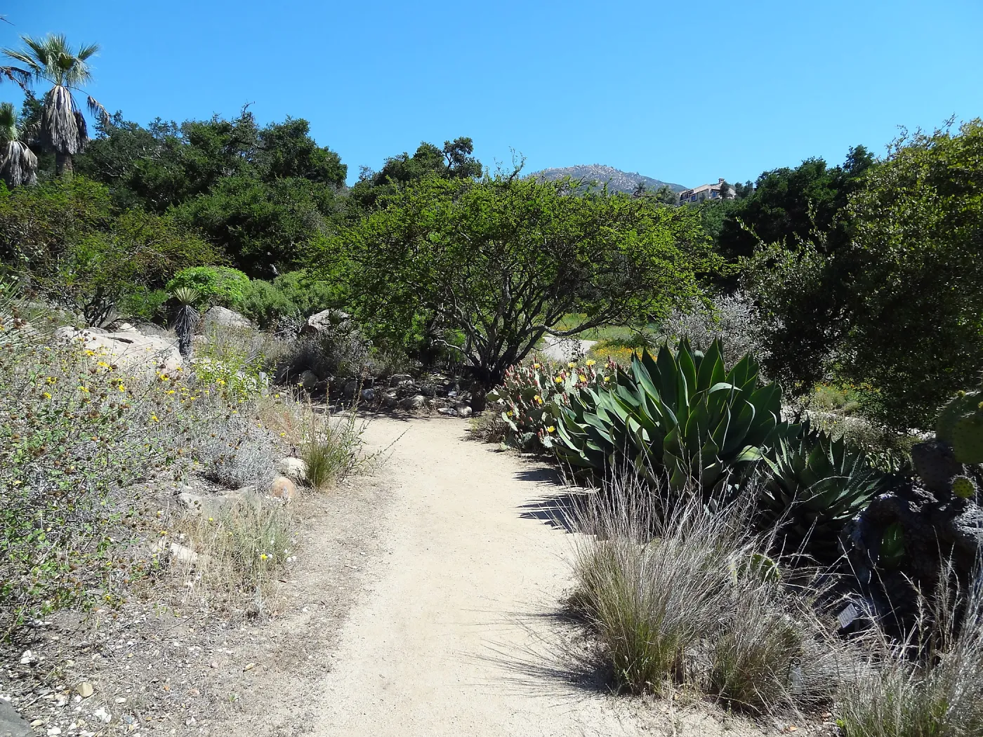 SBBG Desert Section, dirt path