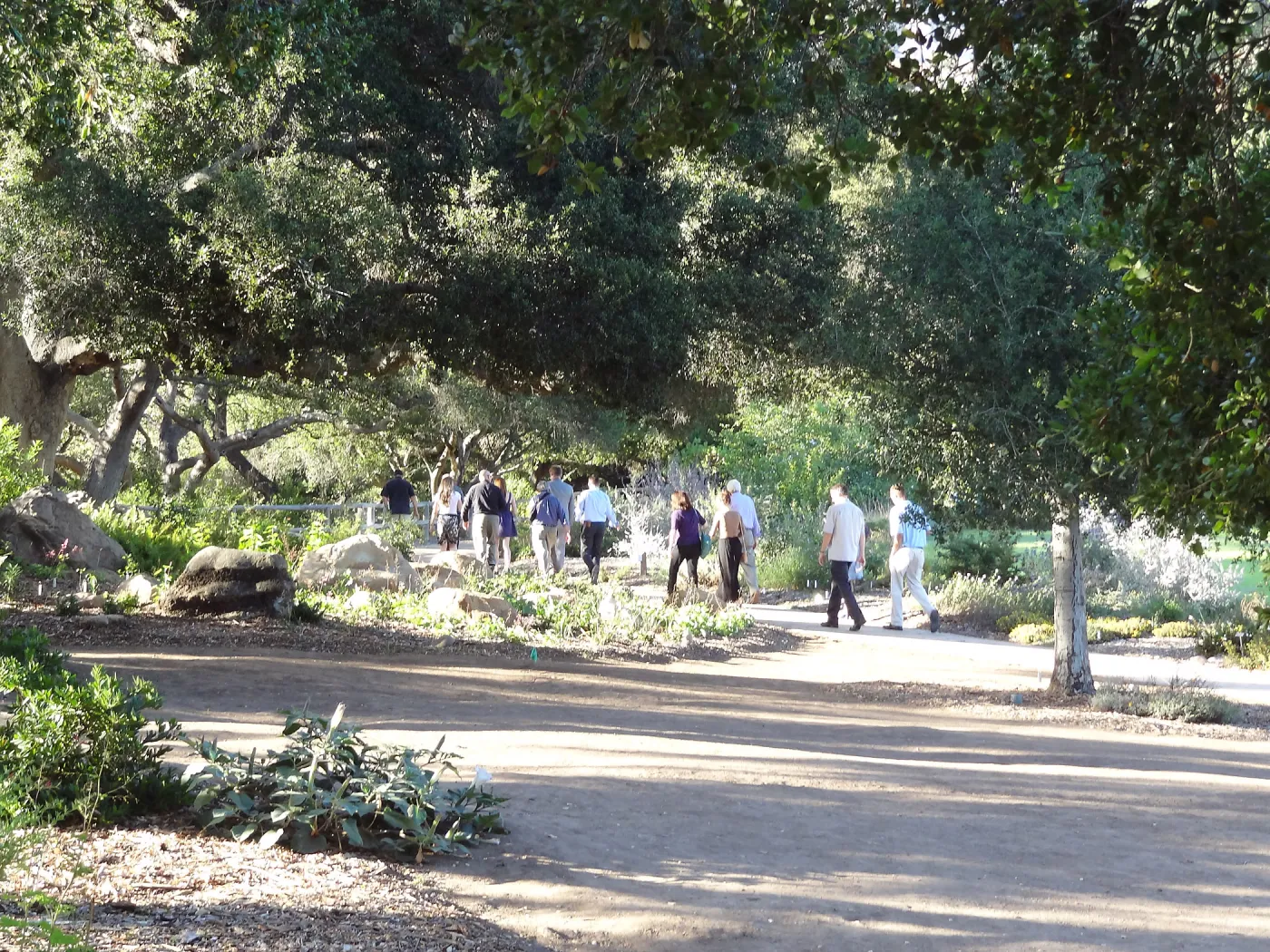 SBBG hosts Santa Barbara Chamber of Commerce Mixer, June 2013, Garden Tour, visitors walking in the Meadow Oaks