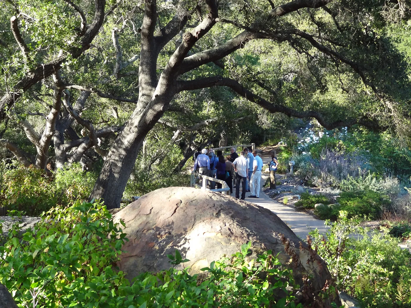SBBG hosts Santa Barbara Chamber of Commerce Mixer, June 2013, Garden Tour, visitors walking in the Meadow Oaks