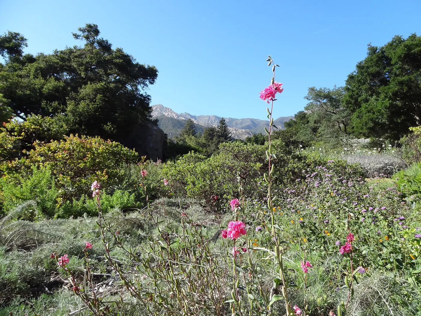 Garden Meadow, Ground Cover Display