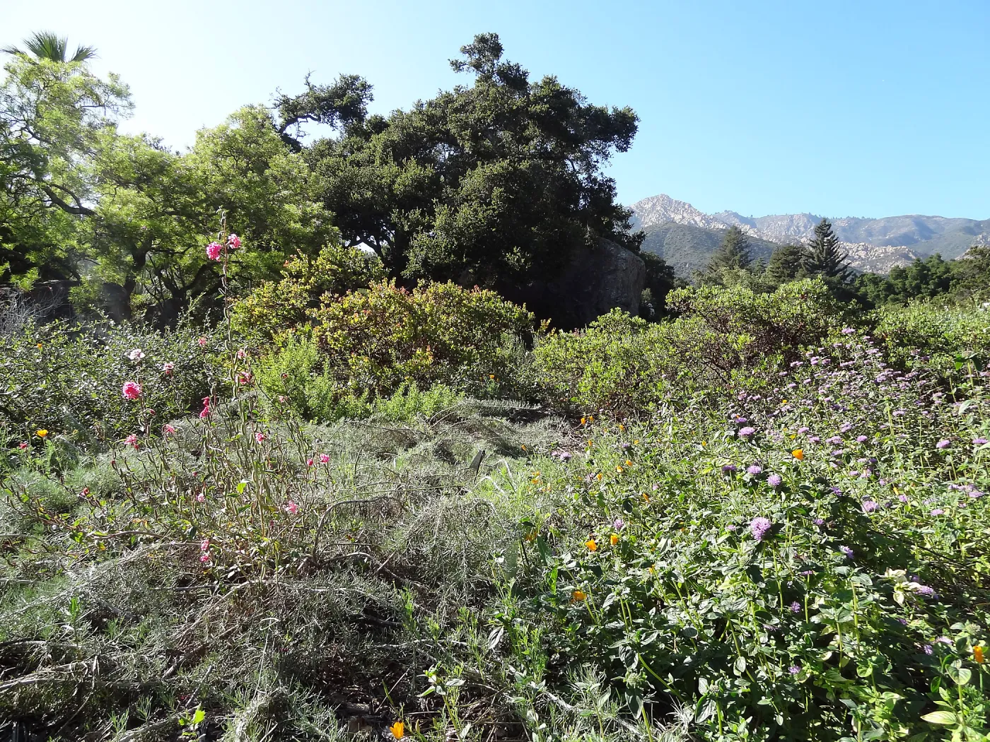 Garden Meadow, Ground Cover Display