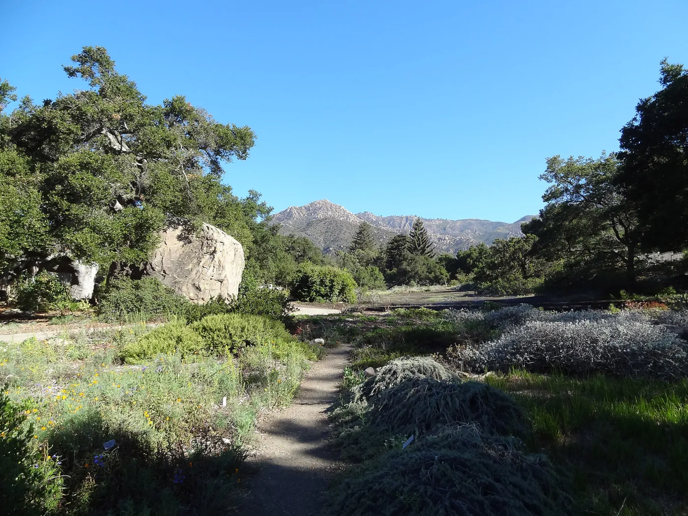 SBBG Meadow Revival Project, August 2013