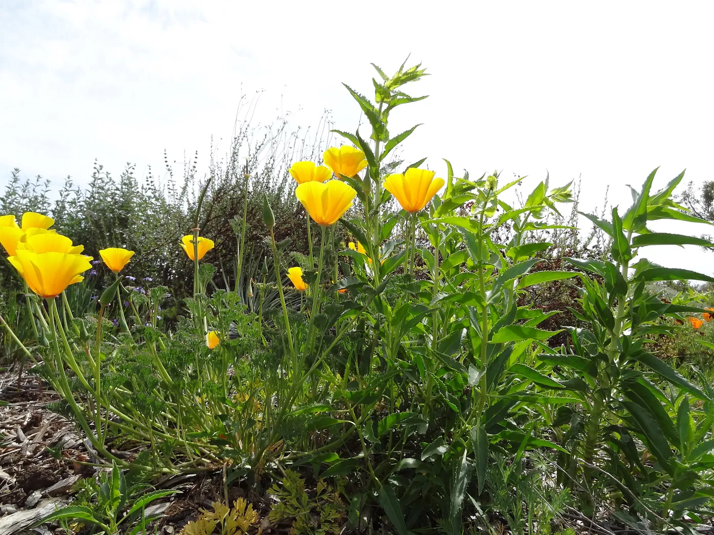 spring poppies on the east slope