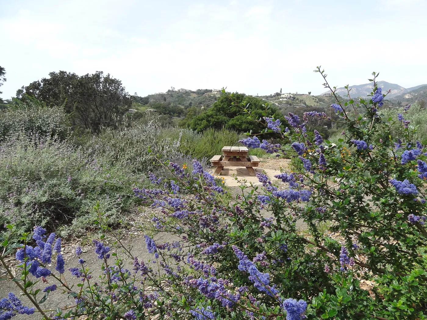 blooming on the Porter Trail