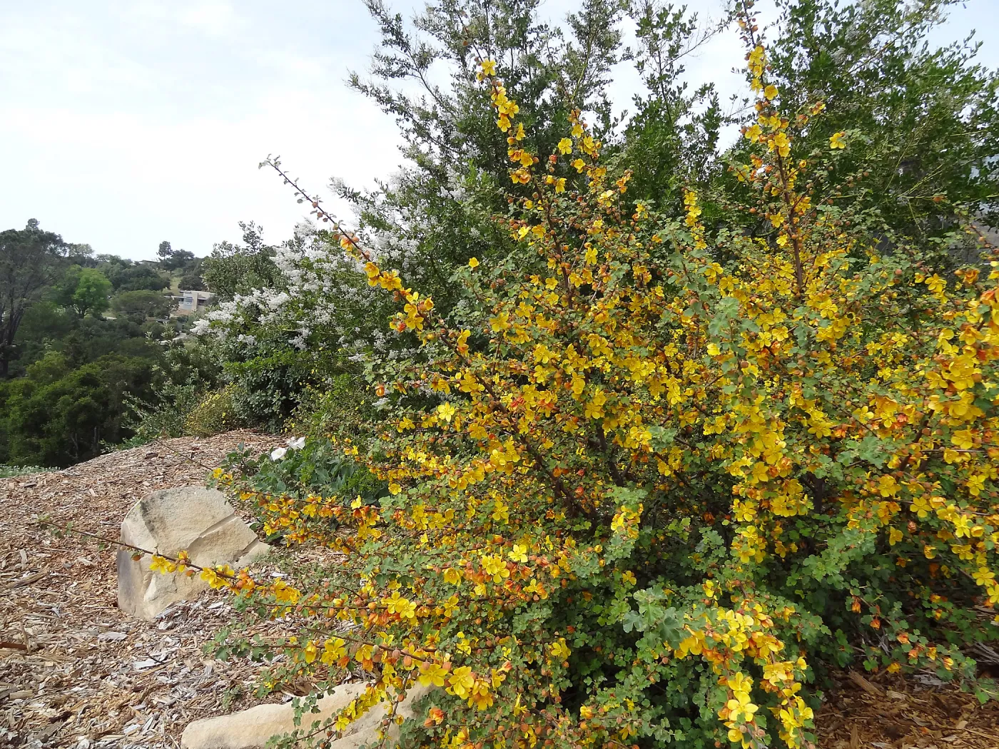 blooming on the Porter Trail