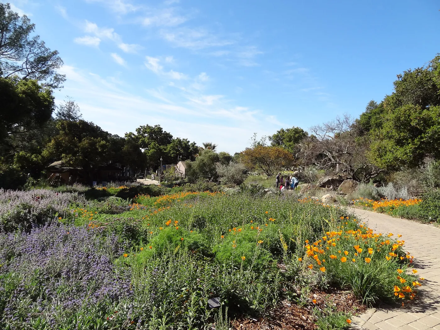 Lower Meadow wildflower display