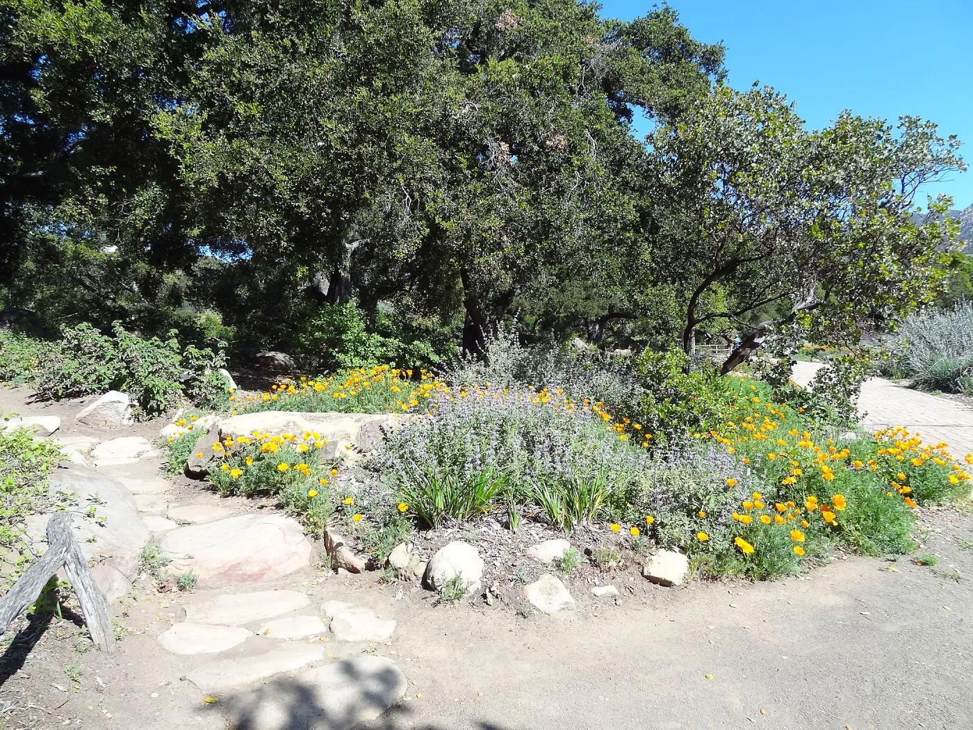 Wildflowers blooming at the edge of the Meadow Oaks