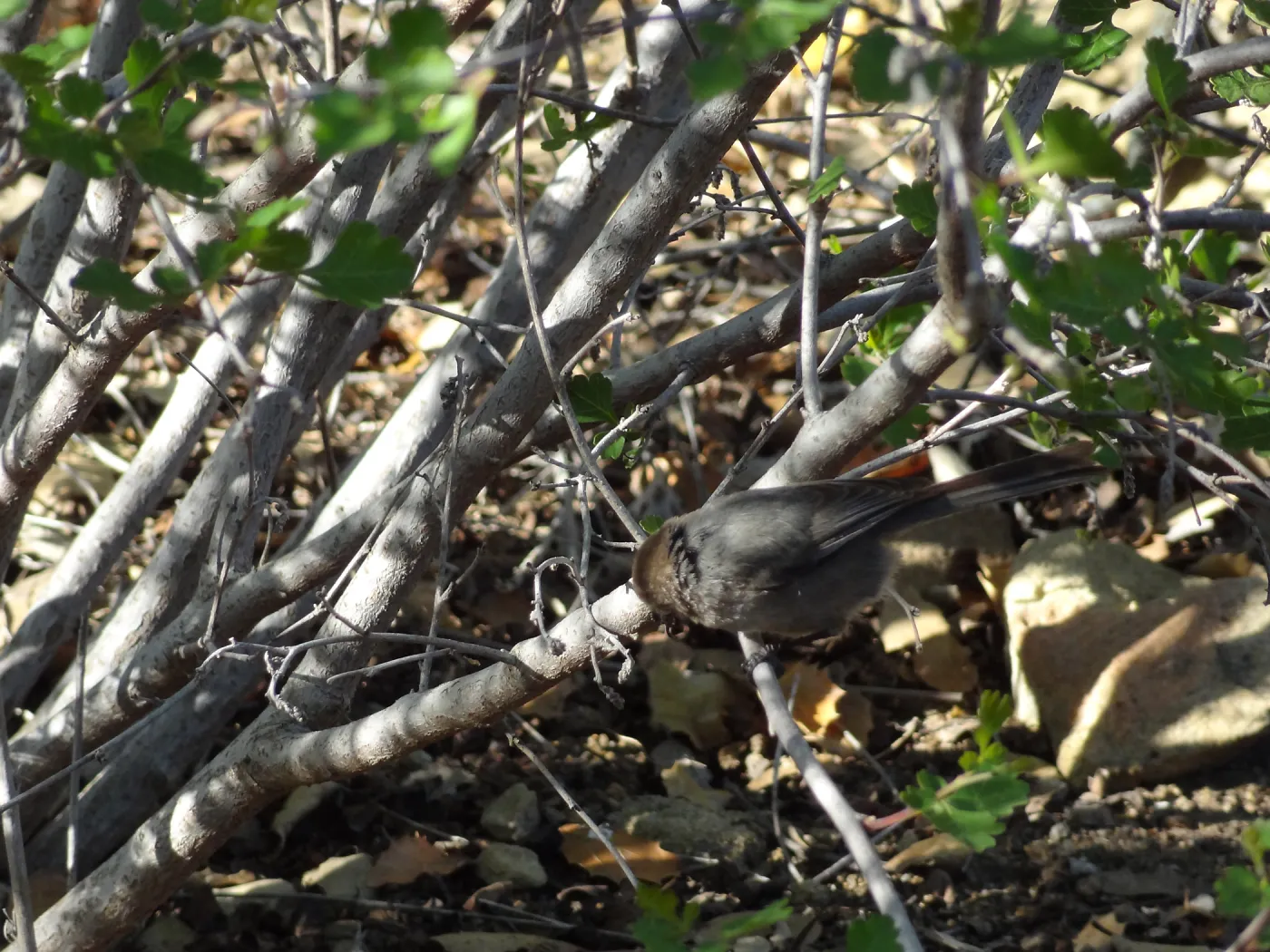 bird in the Desert Section in the late afternoon
