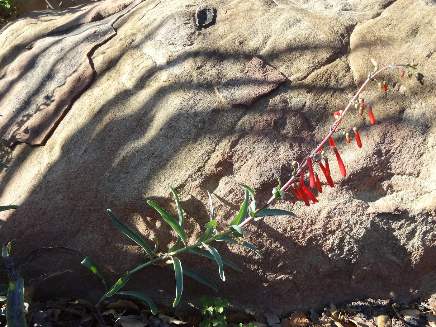 Desert Section in the late afternoon