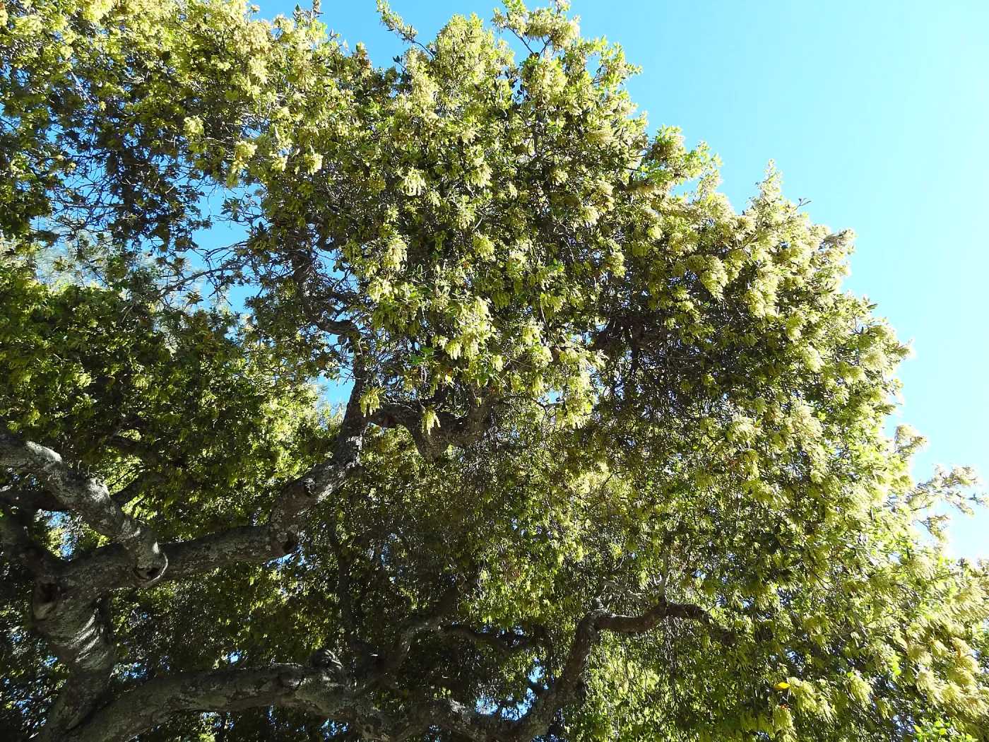 Coast Live oak, Quercus agrifolia in bloom