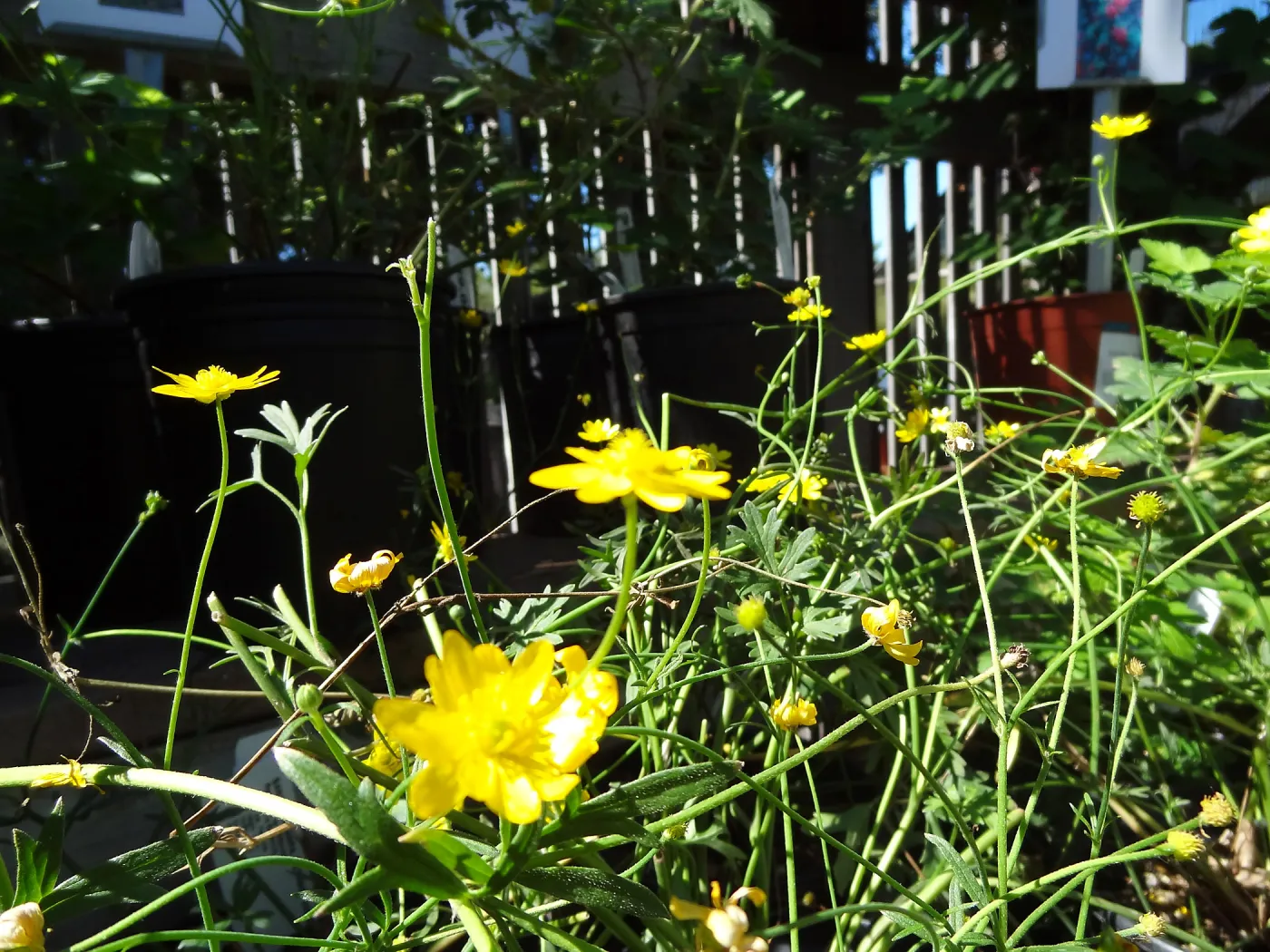 Spring Plant Sale 2013, Ranunculus