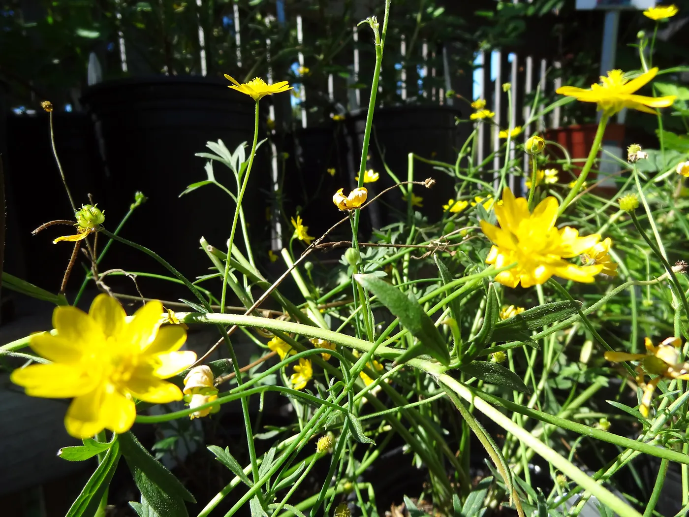 Spring Plant Sale 2013, Ranunculus