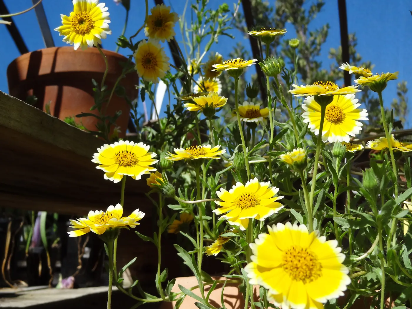 Spring Plant Sale 2013, Tidy Tips