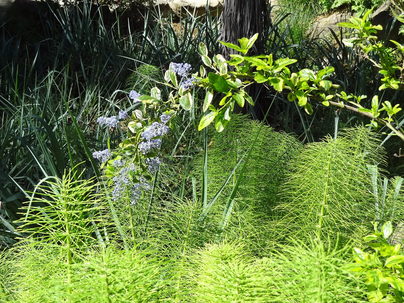 Ceanothus (California Lilac) at the Garden Entrance