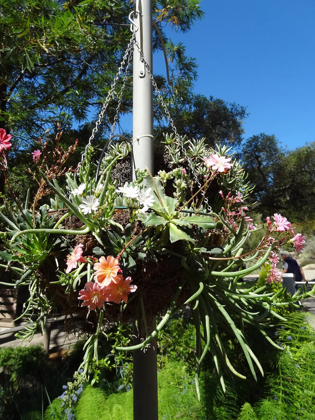 Hanging baskets at Garden entrance, Lewisia and Dudleya