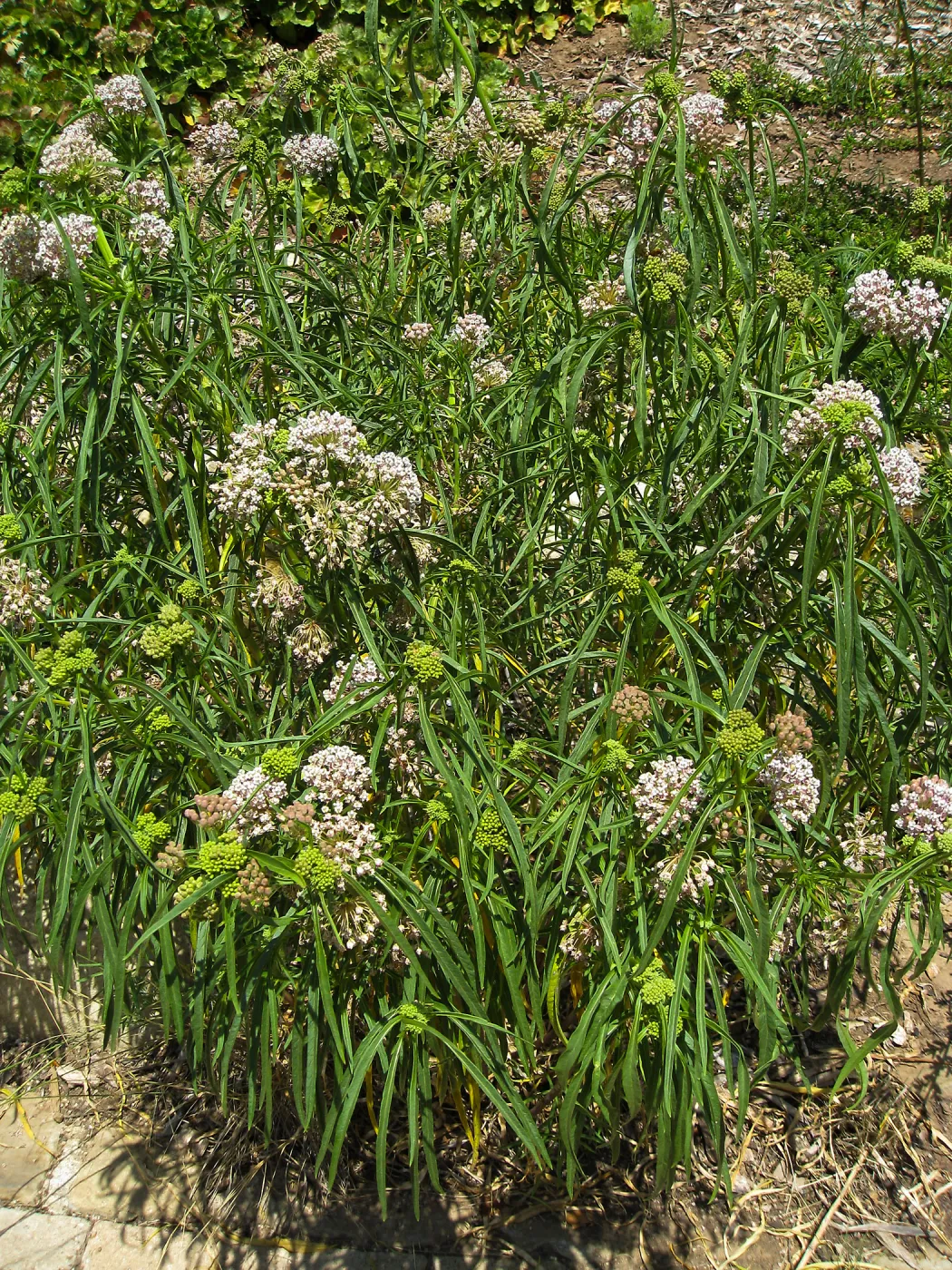Narrowleaf Milkweed, Aesclepias fascicularis