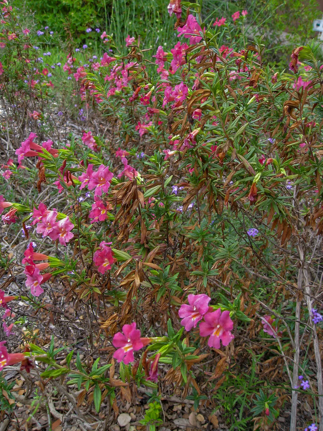 Monkeyflower, Mimulus Trish