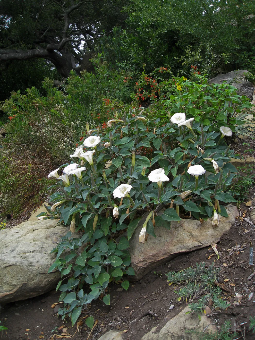 Datura wrightii on the Campbell Trail