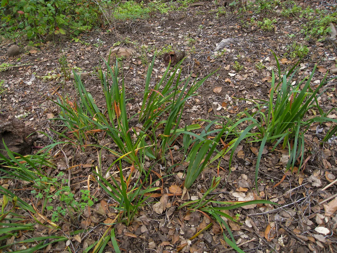 Iris bed on the Campbell Trail after clean-up