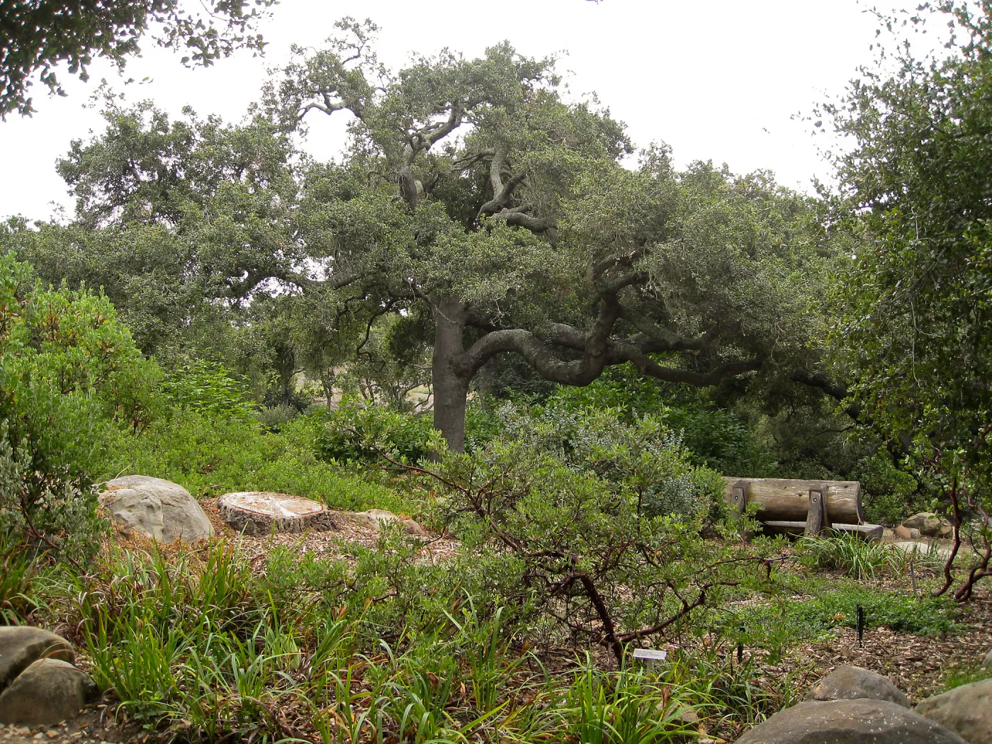 Manzanita section, stump of dead bigcone spruce