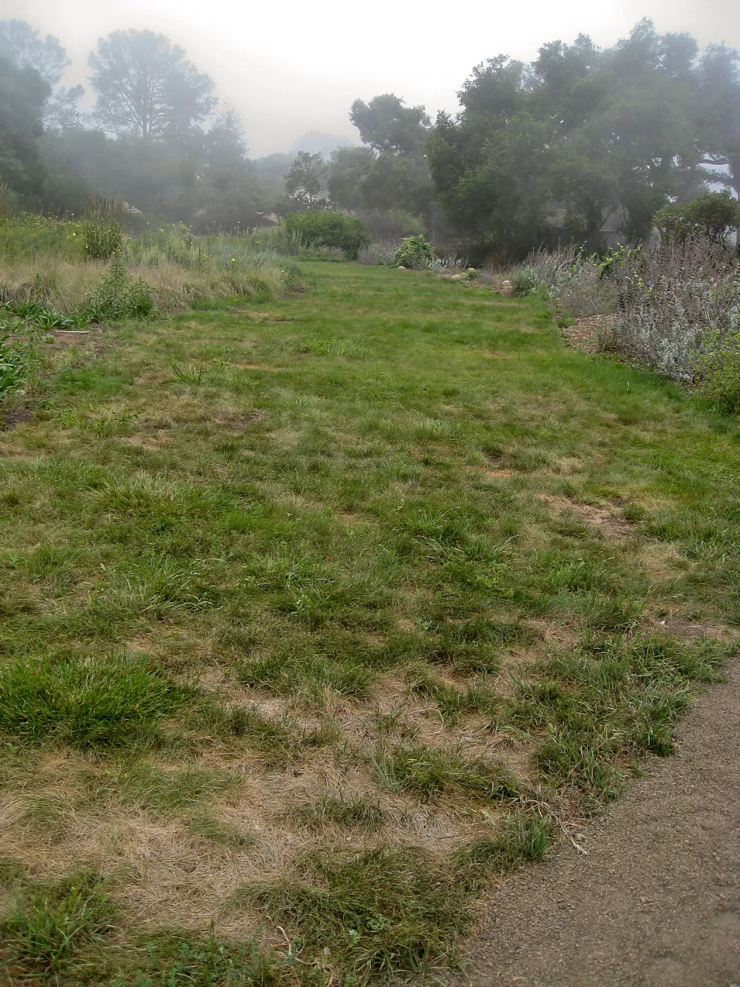 Festuca lawn
