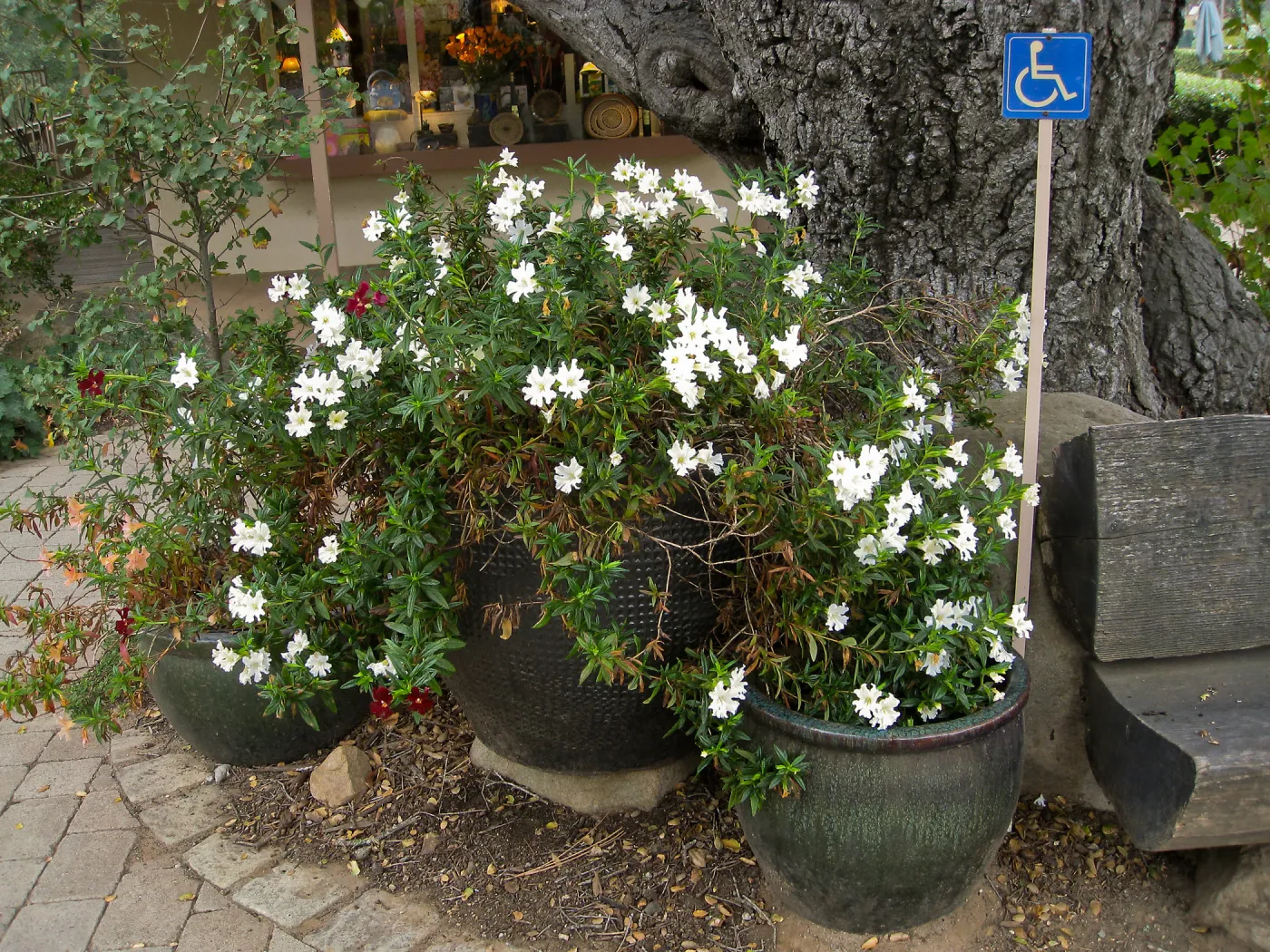 Mimulus Jelly Bean White in entrance pots