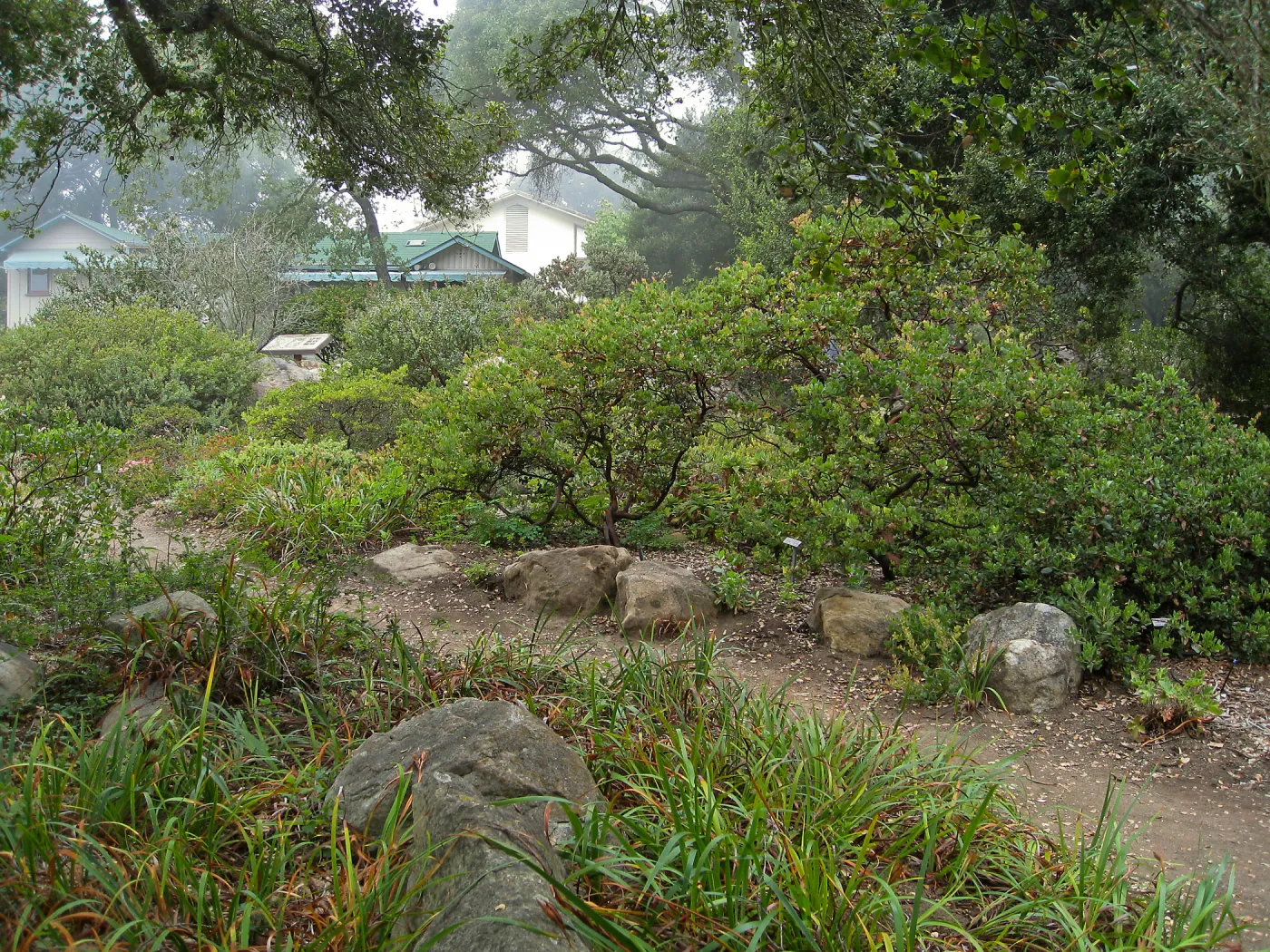 Manzanita Section with Cottage in background